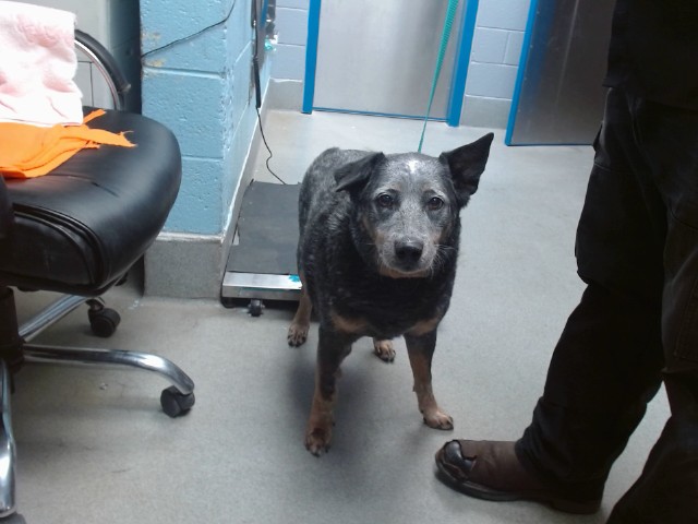 Shelter Stray Male Dog last seen Near BLOCK POCO LOCO SW, Albuquerque, NM 87121