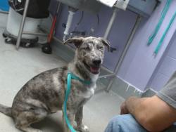 Shelter Stray Male Dog last seen EVENING FIRE SW, Albuquerque, NM 87121