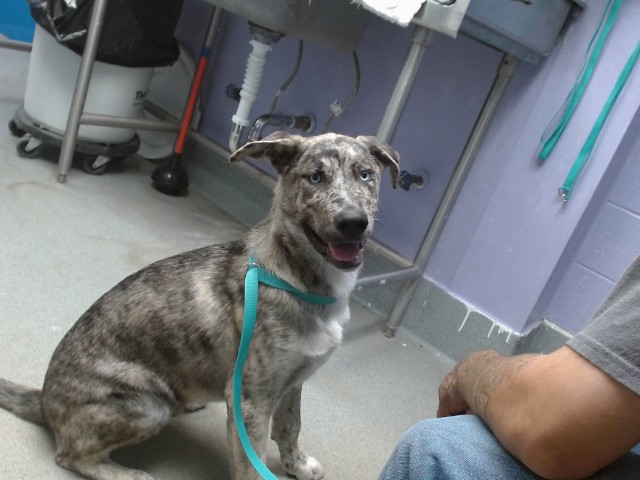 Shelter Stray Male Dog last seen EVENING FIRE SW, Albuquerque, NM 87121