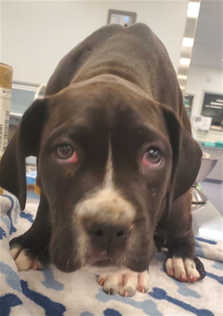 Shelter Stray Male Dog last seen POTRERO CENTER PARKING LOT, San Francisco, CA 94103
