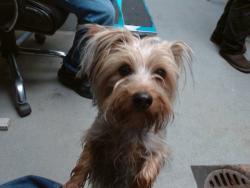 Shelter Stray Female Dog last seen CEMTRAL / 90TH, Albuquerque, NM 87121