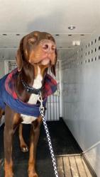 Shelter Stray Male Dog last seen Near BLK QUINCY ST, BAKERSFIELD, CA, Bakersfield, CA 93307