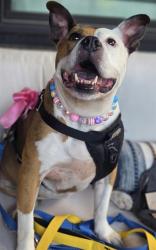 Shelter Stray Female Dog last seen CHARLOTTE, 8315 Byrum Dr, Charlotte, NC 28217, USA