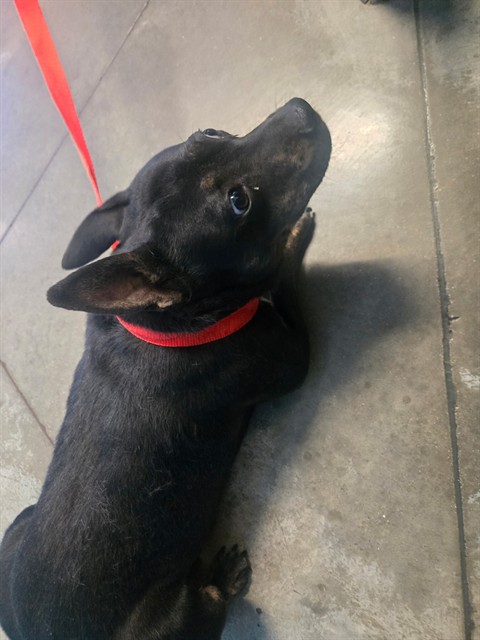 Shelter Stray Male Dog last seen N HALF MOON ST BAKERSFIELD, Bakersfield, CA 93307