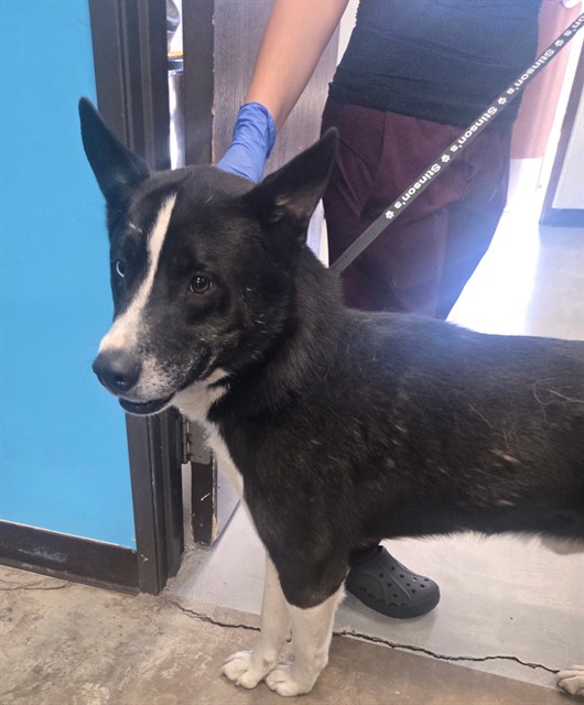 Shelter Stray Male Dog last seen POPPYSEED ST BAKERSFIELD, Bakersfield, CA 93307