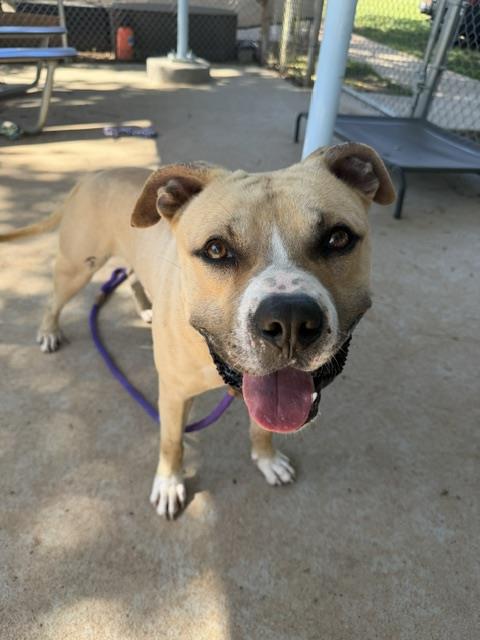 Shelter Stray Male Dog last seen CHARLOTTE, 8315 Byrum Dr, Charlotte, NC 28217, USA