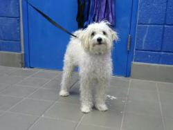 Shelter Stray Male Dog last seen PHIL CHACON PARK, Albuquerque, NM 87112