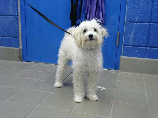 Shelter Stray Male Dog last seen PHIL CHACON PARK, Albuquerque, NM 87112
