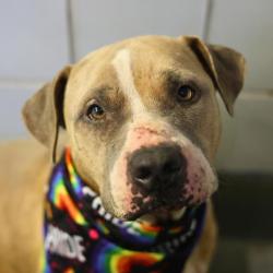 Shelter Stray Male Dog last seen Near BLOCK HOLLY, San Antonio, TX 78227
