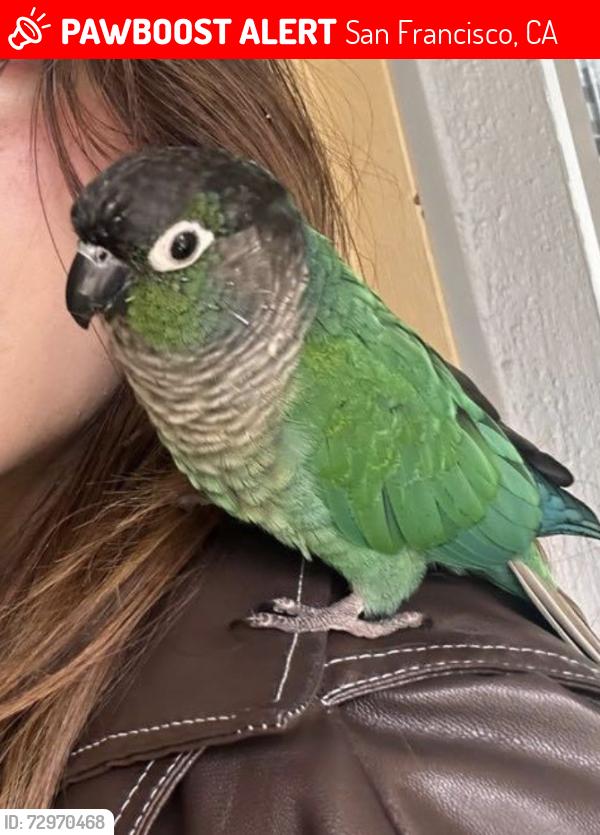 Lost Male Bird last seen Inner Richmond between Fulton and Balboa st at 6th Ave , San Francisco, CA 94118