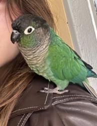 Lost Male Bird last seen Inner Richmond between Fulton and Balboa st at 6th Ave , San Francisco, CA 94118
