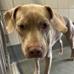 Shelter Stray Female Dog last seen Near BLOCK CATALINA, San Antonio, TX 78227