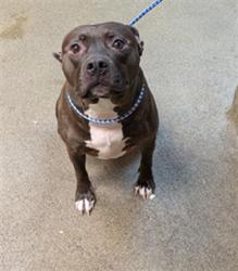 Shelter Stray Female Dog last seen Near BLOCK CASSAT AVE, 2020 Forest St, Jacksonville, FL 32204, USA