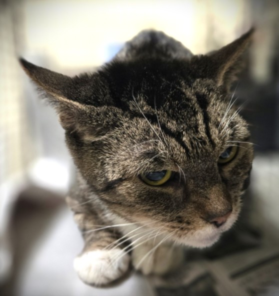 Shelter Stray Female Cat last seen , 3201 Lacy St, Los Angeles, CA 90031, USA