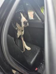 Shelter Stray Unknown Dog last seen Near BLOCK & CULEBRA, San Antonio, TX 78227