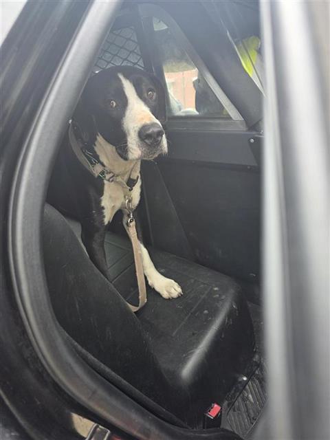Shelter Stray Unknown Dog last seen Near BLOCK & CULEBRA, San Antonio, TX 78227