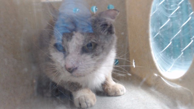 Shelter Stray Male Cat last seen , Downey, CA 90242