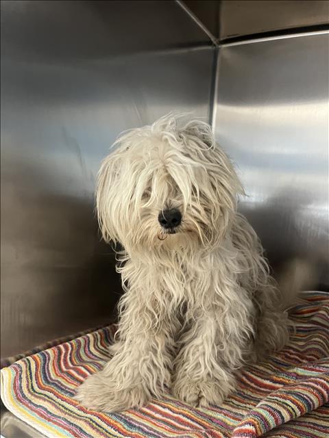 Shelter Stray Female Dog last seen , San Pedro, CA 90731
