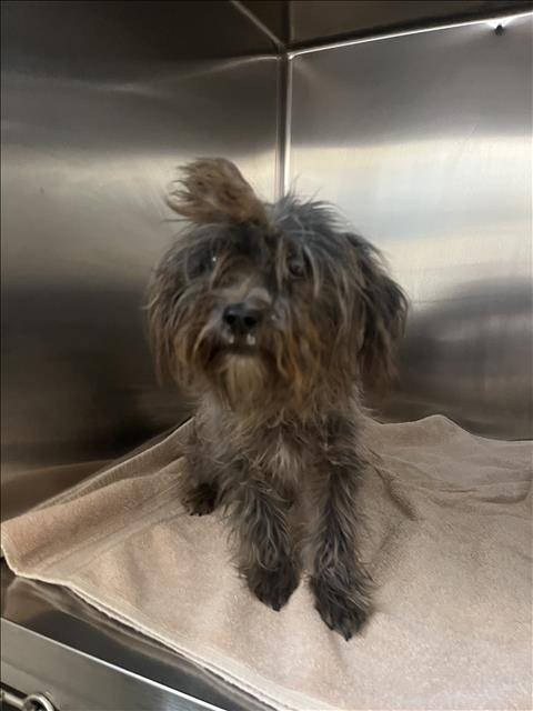 Shelter Stray Female Dog last seen , San Pedro, CA 90731