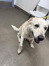 Reunited Male Dog last seen Near Santa Fe Ave E, Hesperia, CA 92345, USA, Hesperia, CA 92345