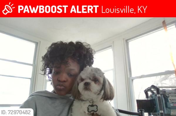 Lost Male Dog last seen 41st Street, Cecil Ave. and Hale Ave., Louisville, KY 40211
