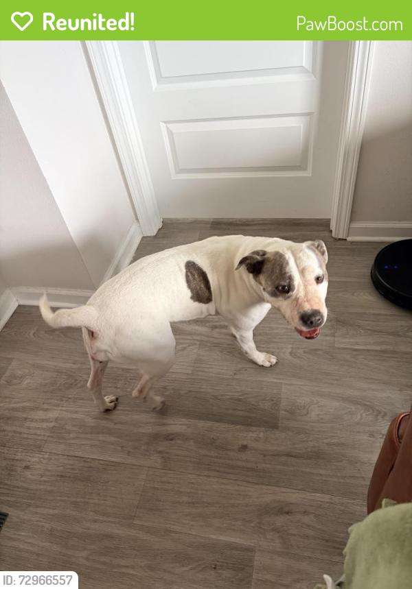 Reunited Female Dog last seen Bridge Harbor Community on Ryder Lane, Panama City, FL 32404