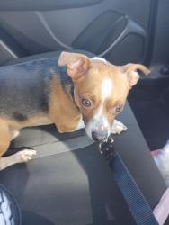 Lost Male Dog last seen East Colfax around 14th Street is where he was taken , Denver, CO 80207