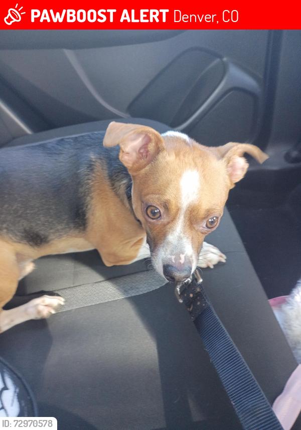 Lost Male Dog last seen East Colfax around 14th Street is where he was taken , Denver, CO 80207