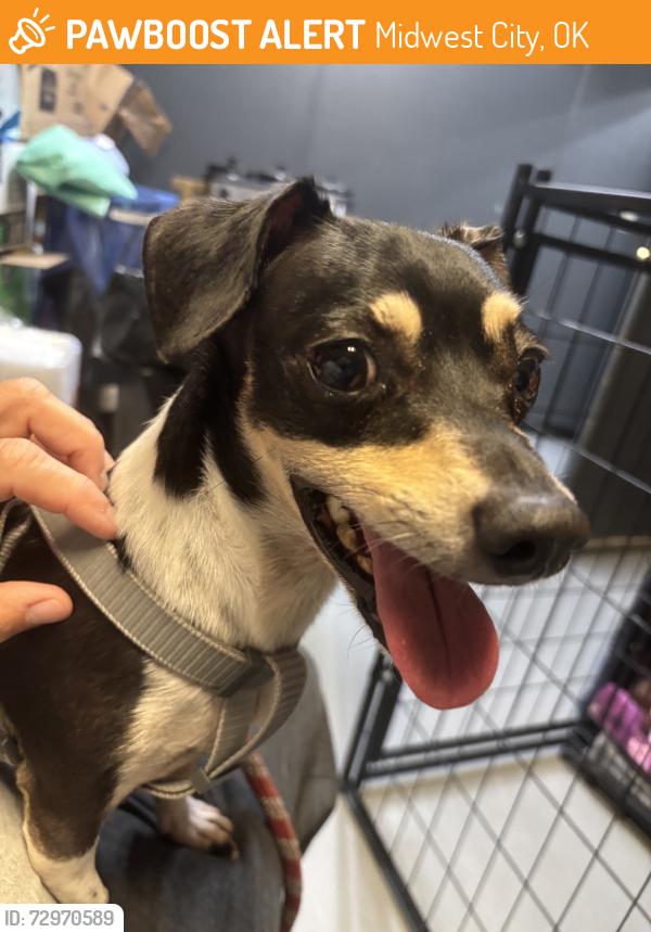 Found/Stray Male Dog last seen 29th, Midwest City, OK 73110