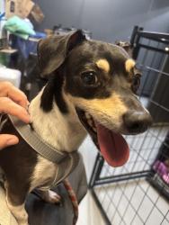 Found/Stray Male Dog last seen 29th, Midwest City, OK 73110