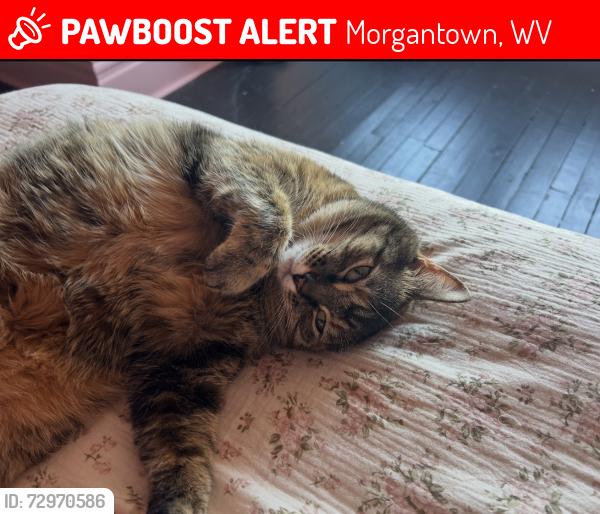 Lost Female Cat last seen South Park , Morgantown, WV 26501