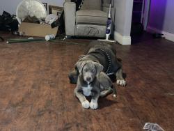 Lost Male Dog last seen El Paso st, San Antonio, TX 78207