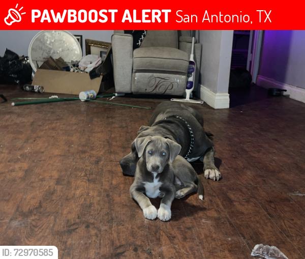 Lost Male Dog last seen El Paso st, San Antonio, TX 78207