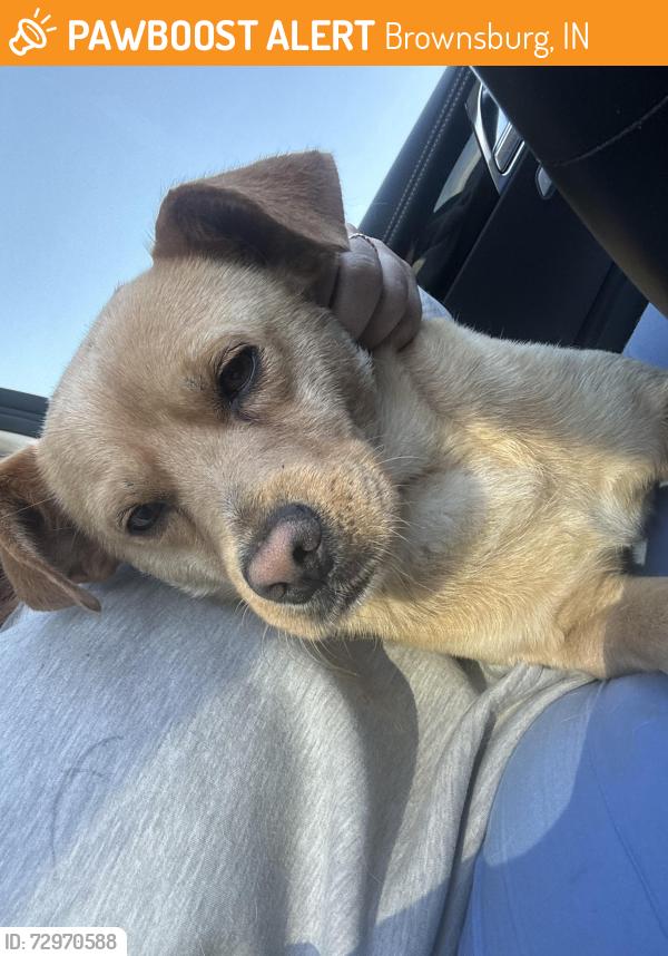 Found/Stray Male Dog last seen St malachy church Brownsburg , Brownsburg, IN 46112
