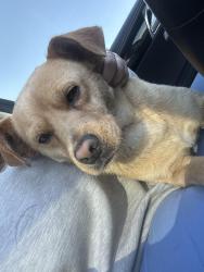 Found/Stray Male Dog last seen St malachy church Brownsburg , Brownsburg, IN 46112