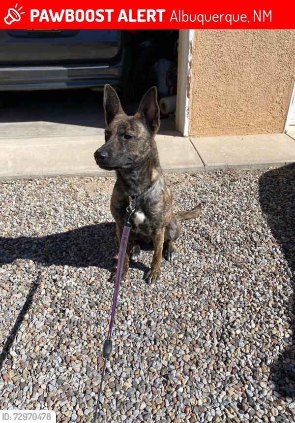 Lost Female Dog last seen Tramway and Montgomery , Albuquerque, NM 87111