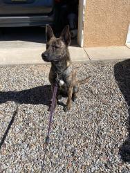 Lost Female Dog last seen Tramway and Montgomery , Albuquerque, NM 87111