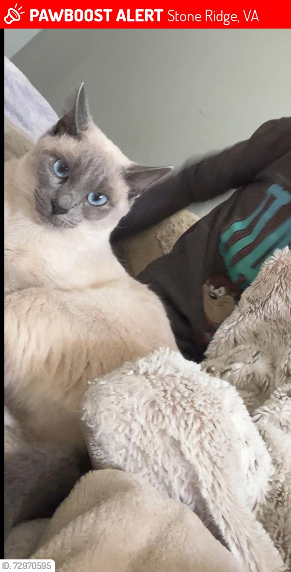 Lost Female Cat last seen Stone pillar , Stone Ridge, VA 20105