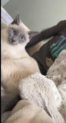 Lost Female Cat last seen Stone pillar , Stone Ridge, VA 20105