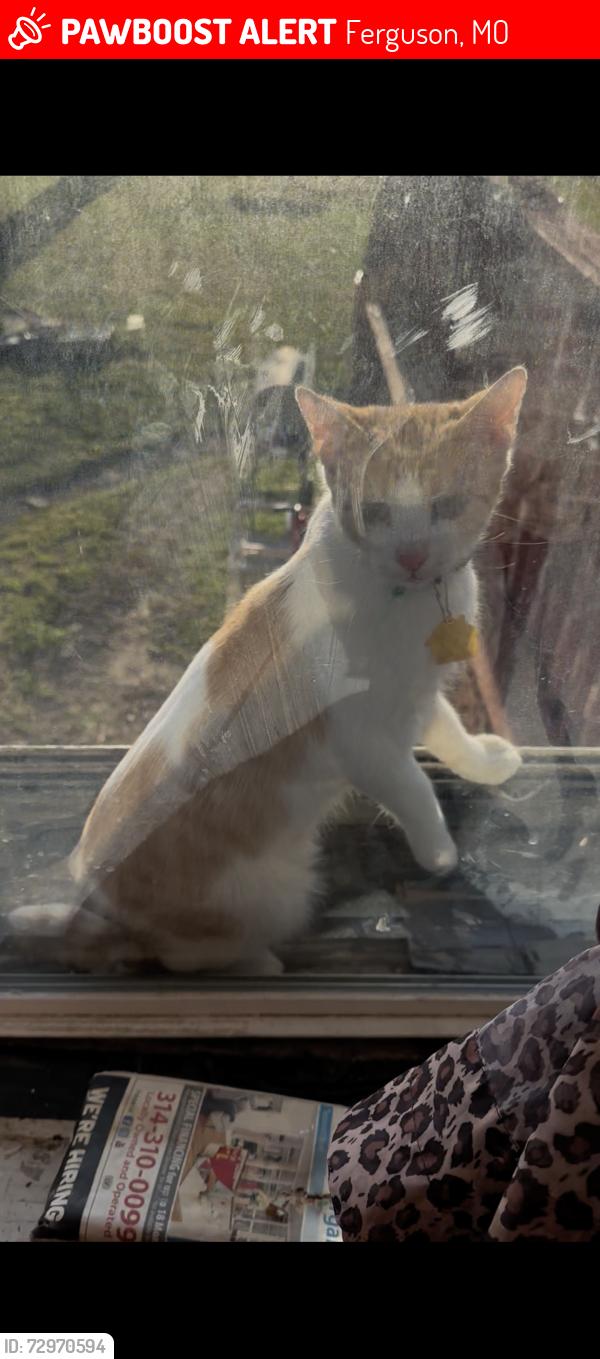 Lost Male Cat last seen S barat and Ferguson , Ferguson, MO 63135
