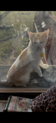 Lost Male Cat last seen S barat and Ferguson , Ferguson, MO 63135