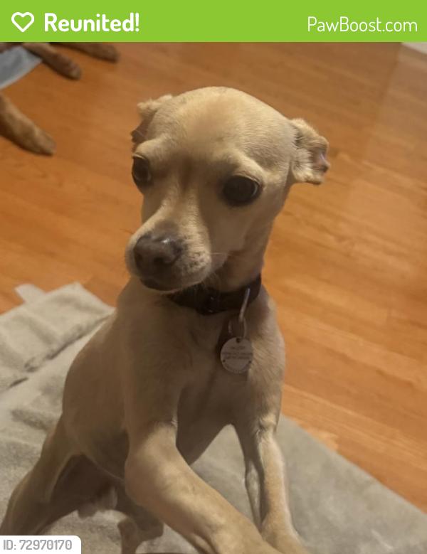 Reunited Male Dog last seen San Rafael Dr. + La Palma Ave., Buena Park, CA 90620