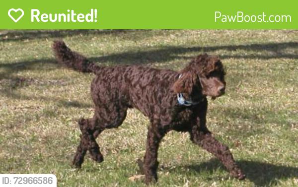Reunited Male Dog last seen Near Stonycreek Dr , Oklahoma City, OK 73132