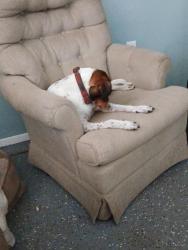 Lost Male Dog last seen Country club ests, Hudson, FL 34667
