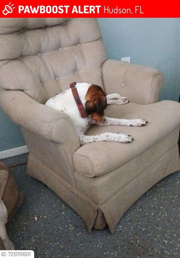 Lost Male Dog last seen Country club ests, Hudson, FL 34667