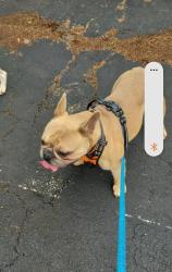 Reunited Male Dog last seen Alvista Hollywood, Hollywood, FL 33021