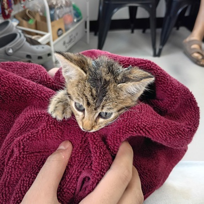 Shelter Stray Male Cat last seen Alvarado, TX 76009, Alvarado, TX 76009