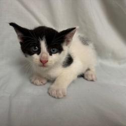 Shelter Stray Male Cat last seen College Station, TX 77845, Bryan, TX 77807