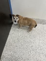 Shelter Stray Female Dog last seen Atlanta, GA 30318, Atlanta, GA 30336