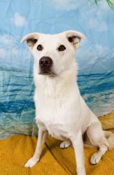 Shelter Stray Female Dog last seen DeSoto, TX 75115, Cedar Hill, TX 75104